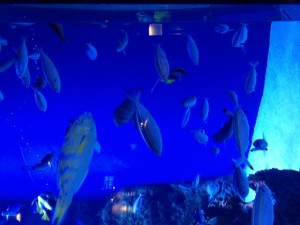 品川の水族館